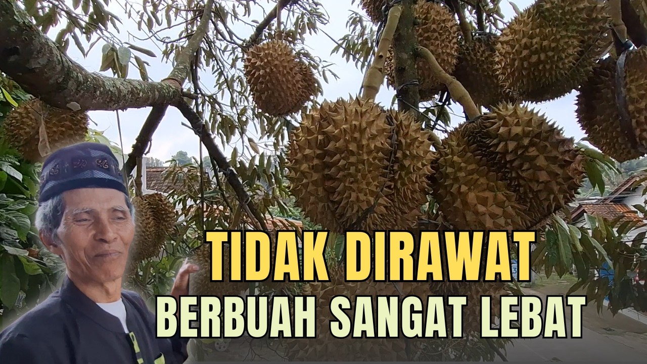 POHON DURIAN BERBUAH SANGAT LEBAT PADAHAL TIDAK DIRAWAT
