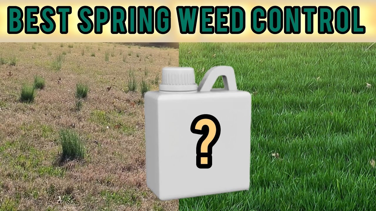The BEST weed control for the Spring