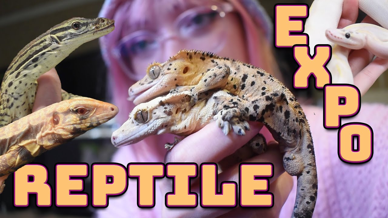 Attending a Reptile Expo! (NARBC St. Louis)