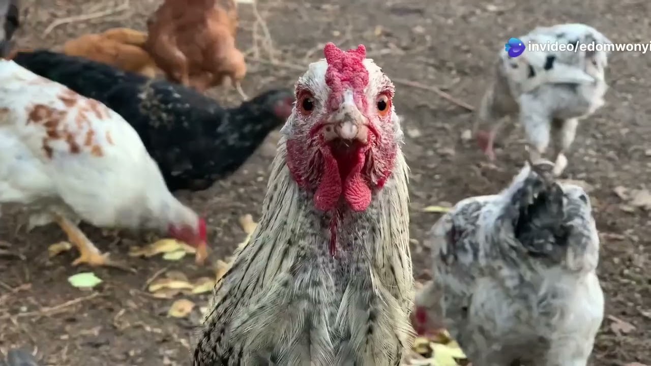 poultry guide for beginners