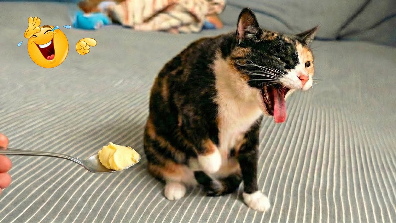 Funny Cat Moments That Will Make You Laugh Nonstop 😂