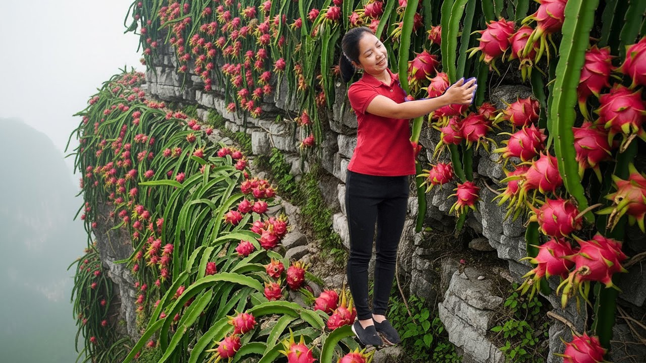 Harvesting Lots Of Dragon Fruit On The High Mountain Goes To Market Sell, Garden care with daughter