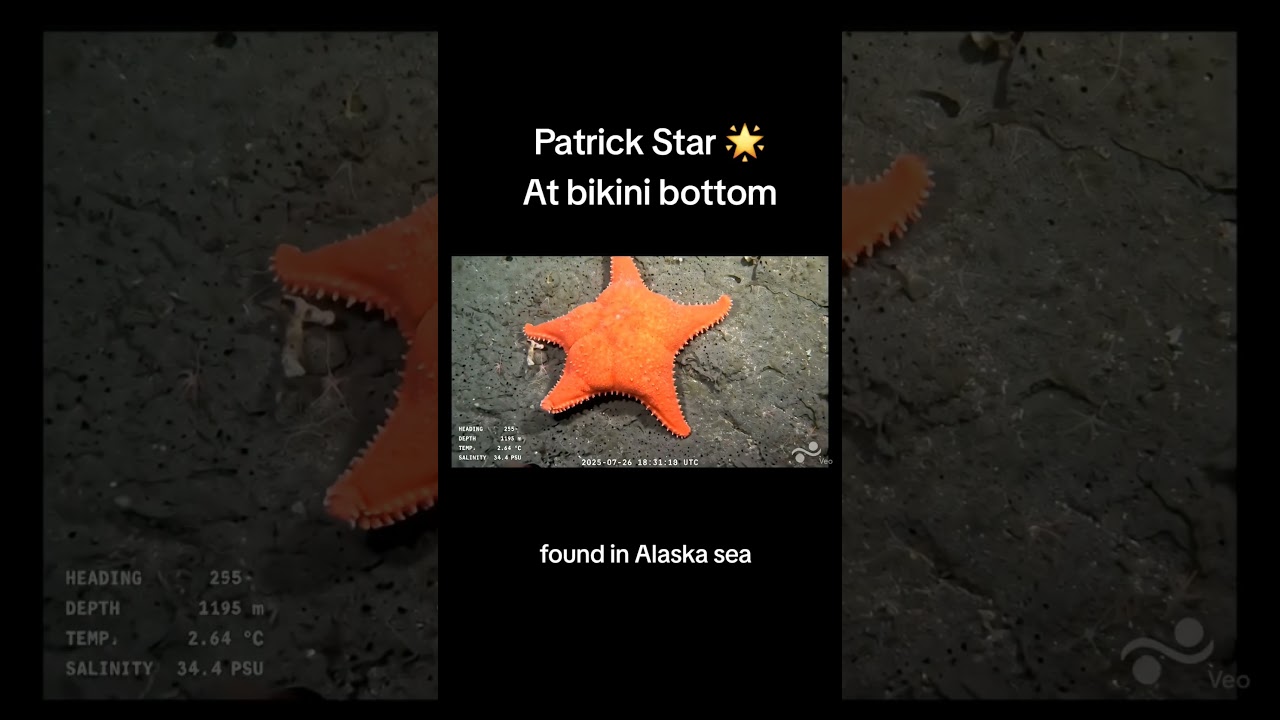 Patrick Star is found finally ins real life! #patrickstar  #bikinibottom  #fyp  #memes #fynny #ai