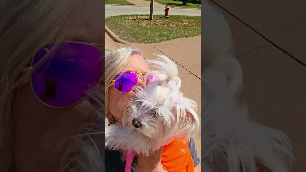 #finliethemaltese #słodki #starszypies #itsyouandme #najlepsiprzyjaciele #mylove #maltese #dogsoftiktok