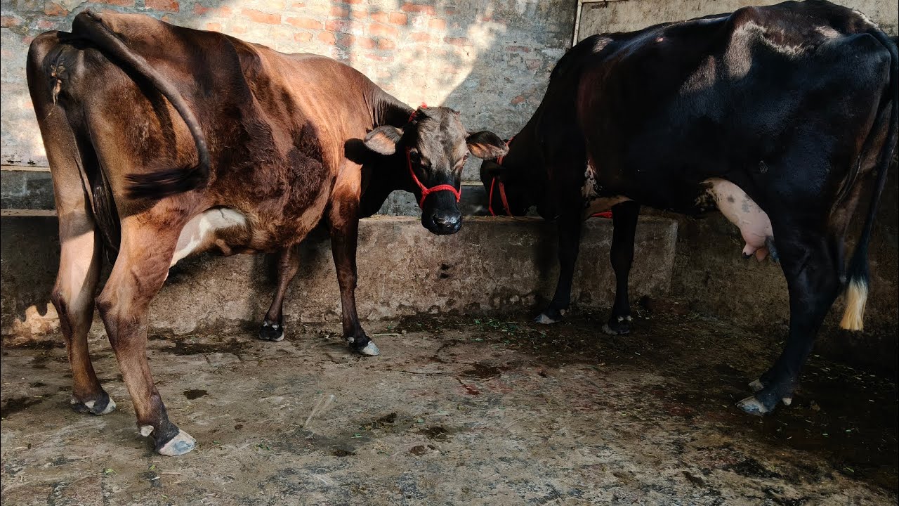 ਦੋ cow sale, ਜਰਸੀ,girlando ਪਿੰਡ ਜਿਉਣਵਾਲਾ 95923 93234