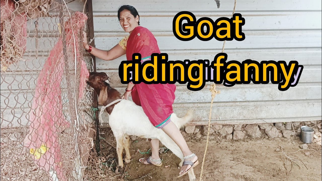 Goat riding very funny video 🤣@RGJ24