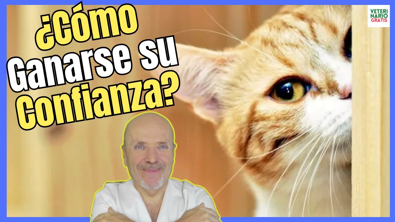 💘 ¿COMO GANARSE LA CONFIANZA DE UN GATO? 💘
