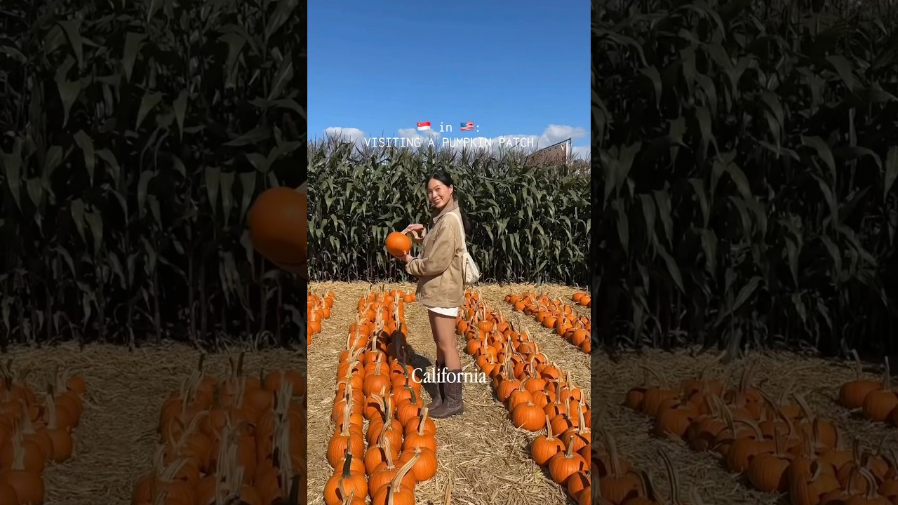 The Bay Area&rsquo;s largest pumpkin patch is now open! 📍Spina Farms #bayareathingstodo #pumpkinpatch