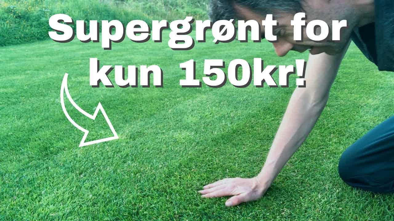 Jern for supergrønn plen! Gjødsler du rett?