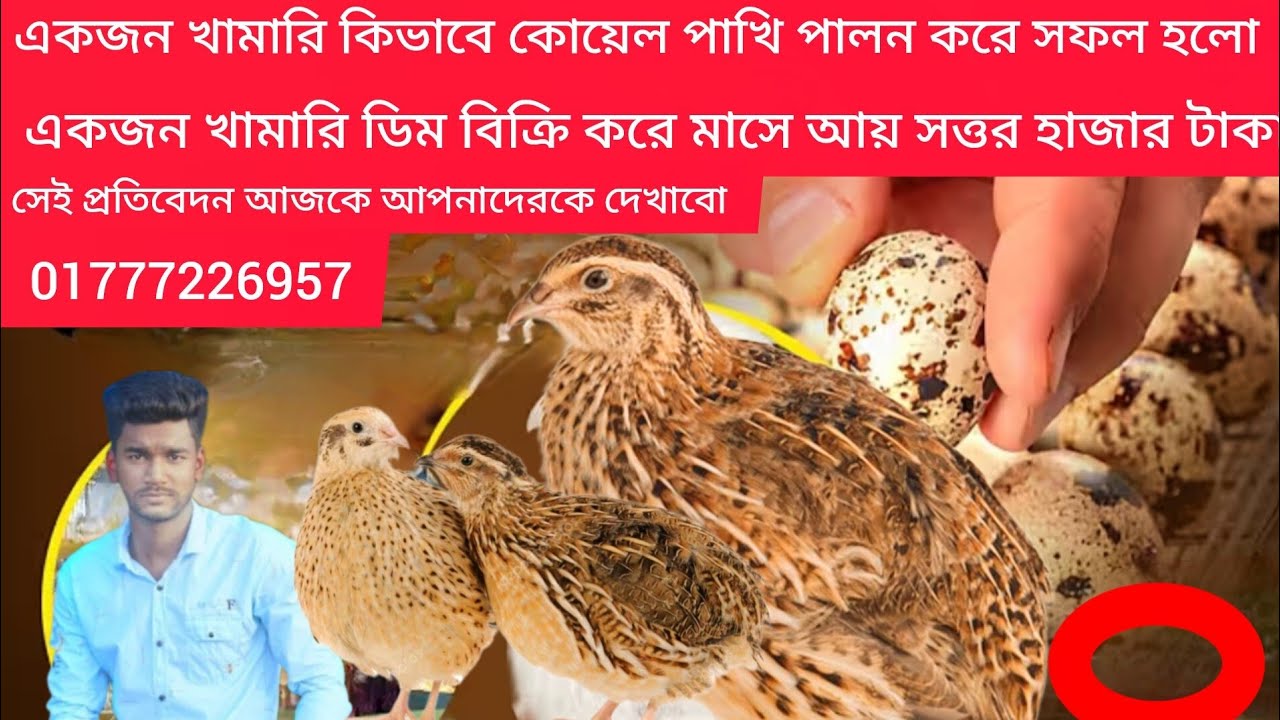 রেল রিম পাড়া কোয়েল পাখি বিক্রি করা হবে পেরেছ মাত্র ৫০ টাকা পিস  16, 2026