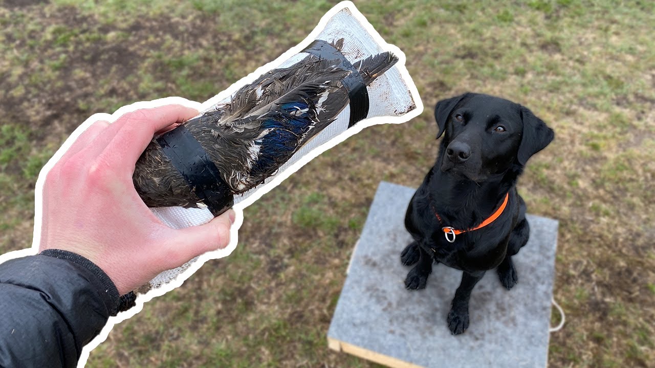 Introducing my retriever to Bird Wings!! | TRAINING MY DUCK DOG | PART 9