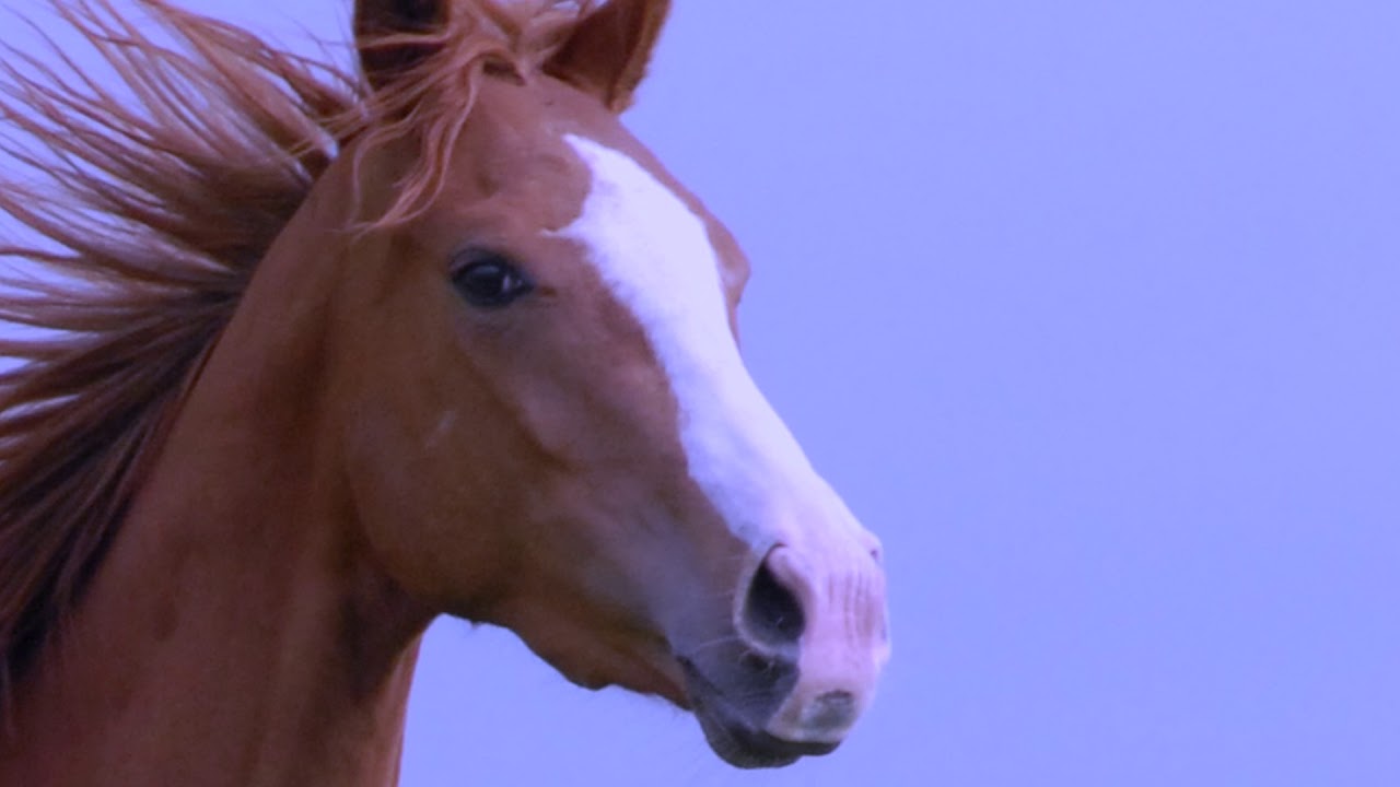 Music for Riding Horses