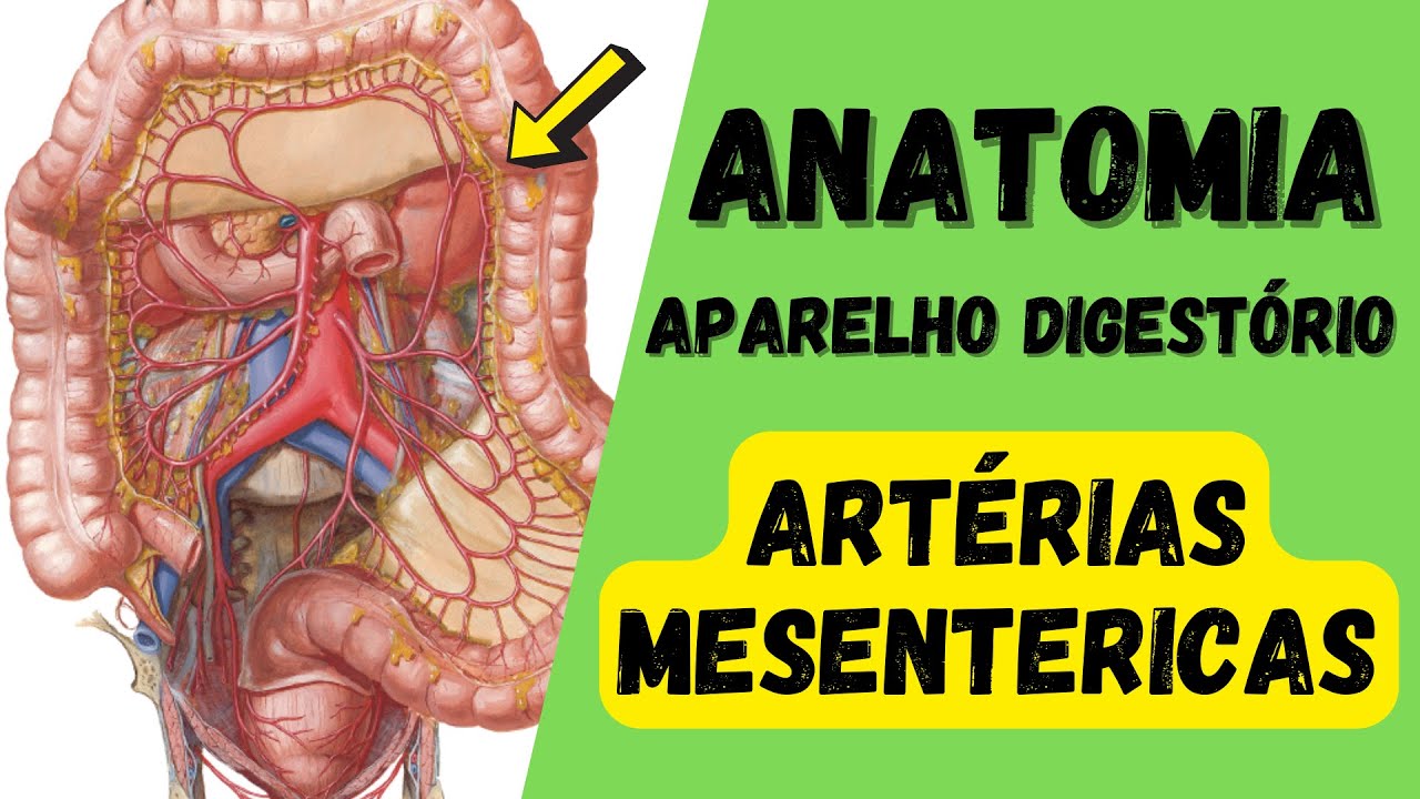 ANATOMIA - RAMOS DAS ARTÉRIAS MESENTÉRICAS SUPERIOR E INFERIOR!