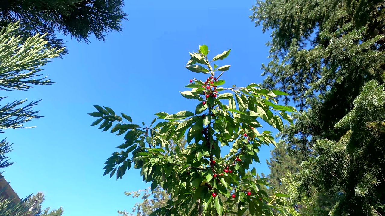 Bing Cherry Tree Fruit Flies