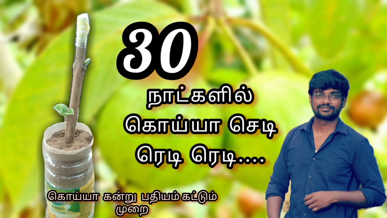 ready ready ippadi Panna Pothum . [ 60 நாட்களில் கொய்யா கன்று நடவு செய்யலாம்] RED HAN