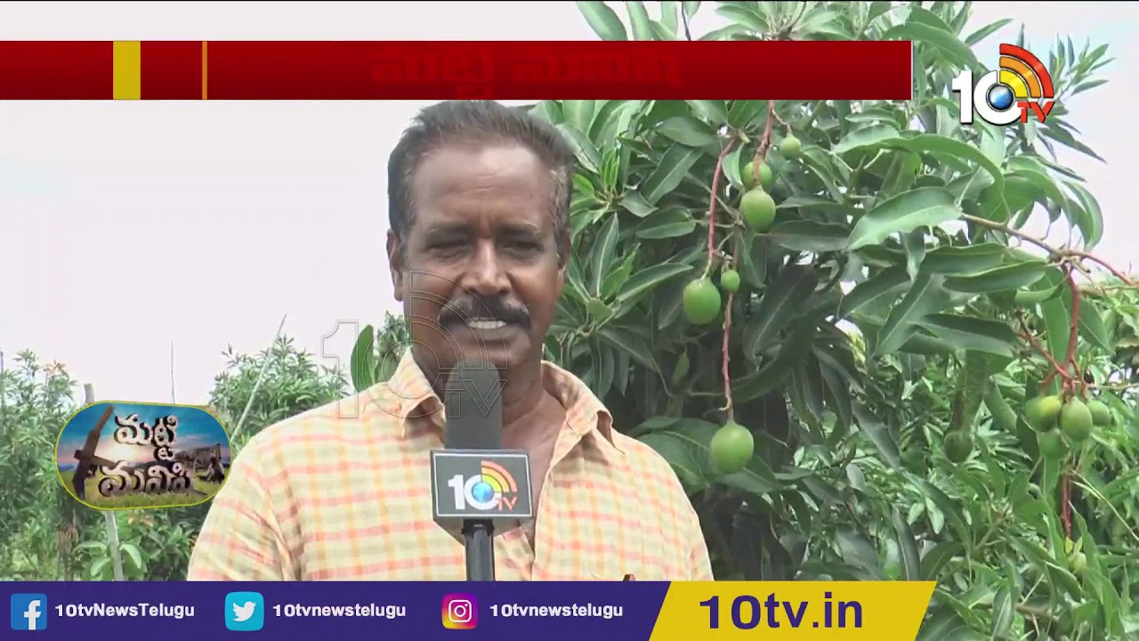 హైడెన్సిటీలో పునాస మామిడి రాయల్ స్పెషల్  Matti Manishi 10TV News
