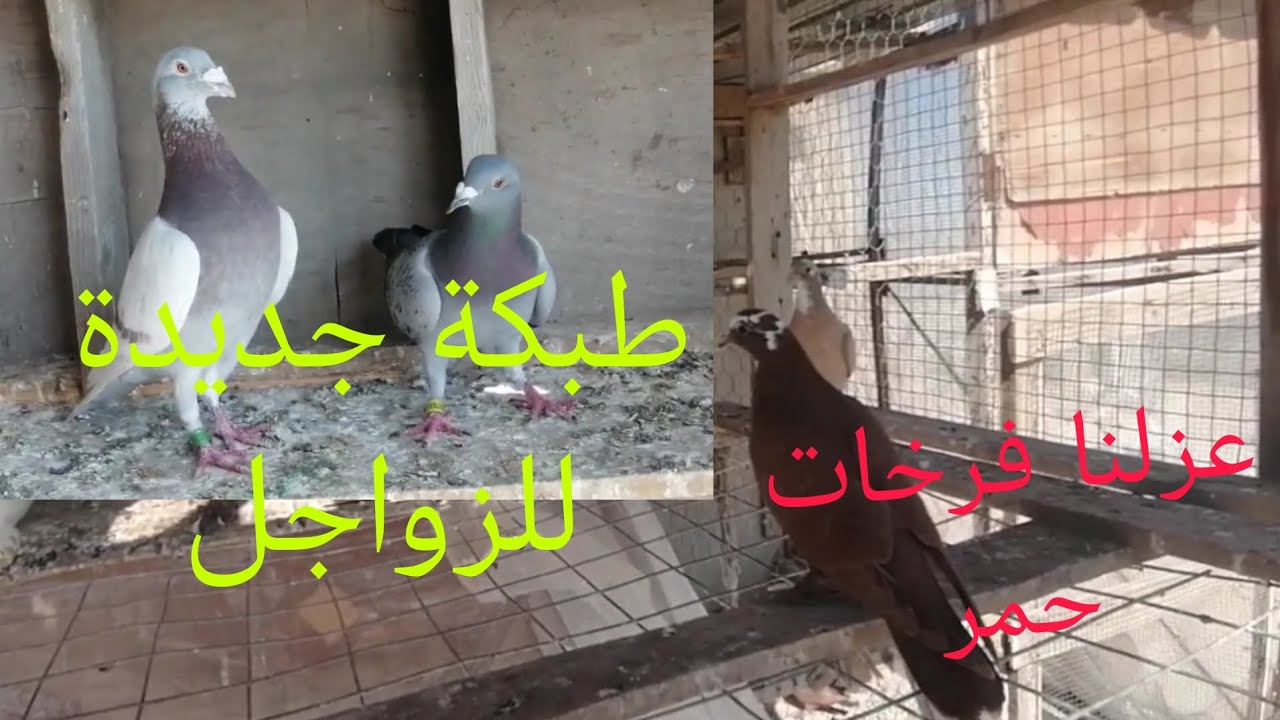 عزلت وجبة فرخات حمر 