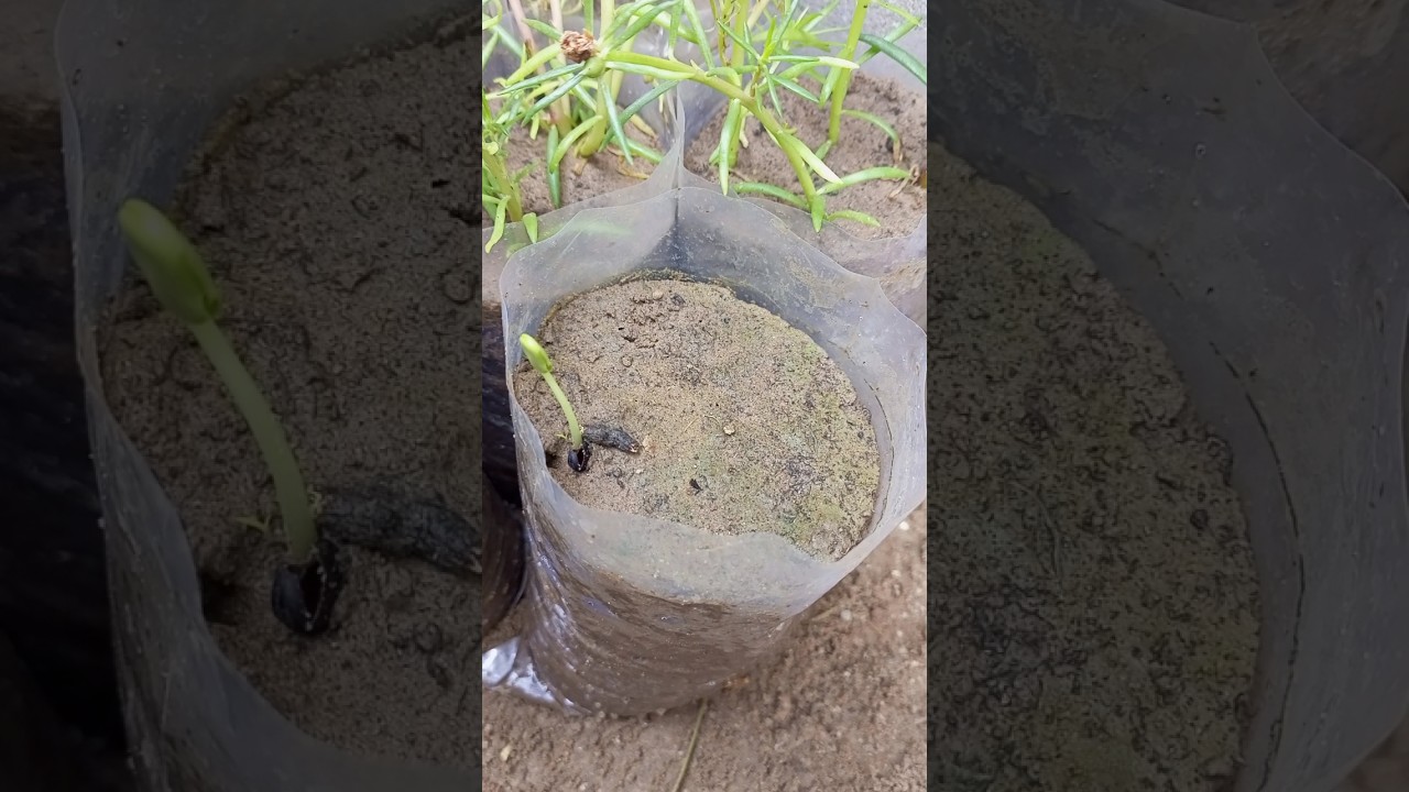 How to grow aparajita plant from seed / bluebellvine / butterfly pea