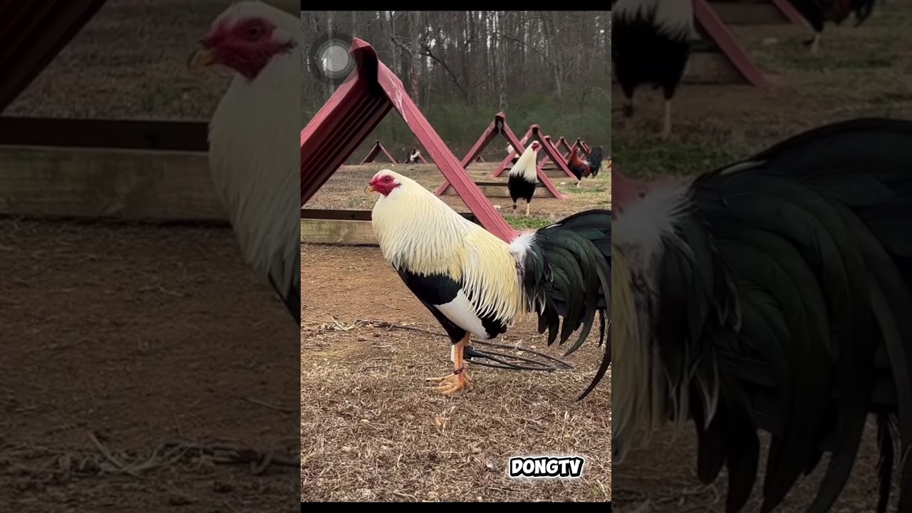 BEST GAMEFOWL COMPILATION 010