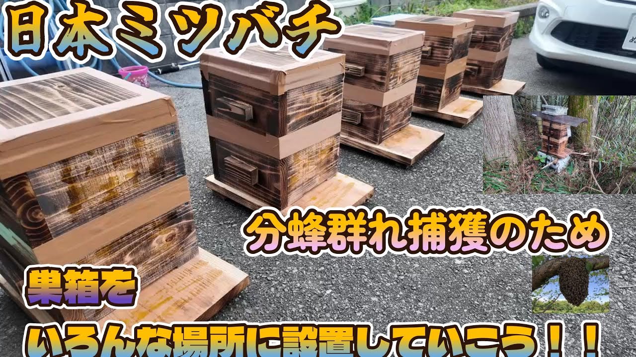 日本ミツバチ　分蜂群れ捕獲のため、巣箱をいろんな場所に設置していこう！！