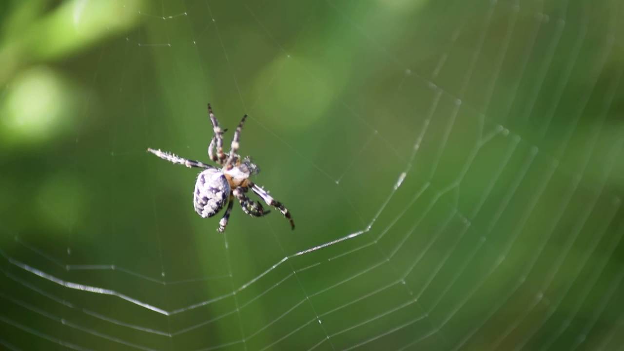 Stavba sítě - Web Making  |  Křižák obecný (Araneus diadematus)
