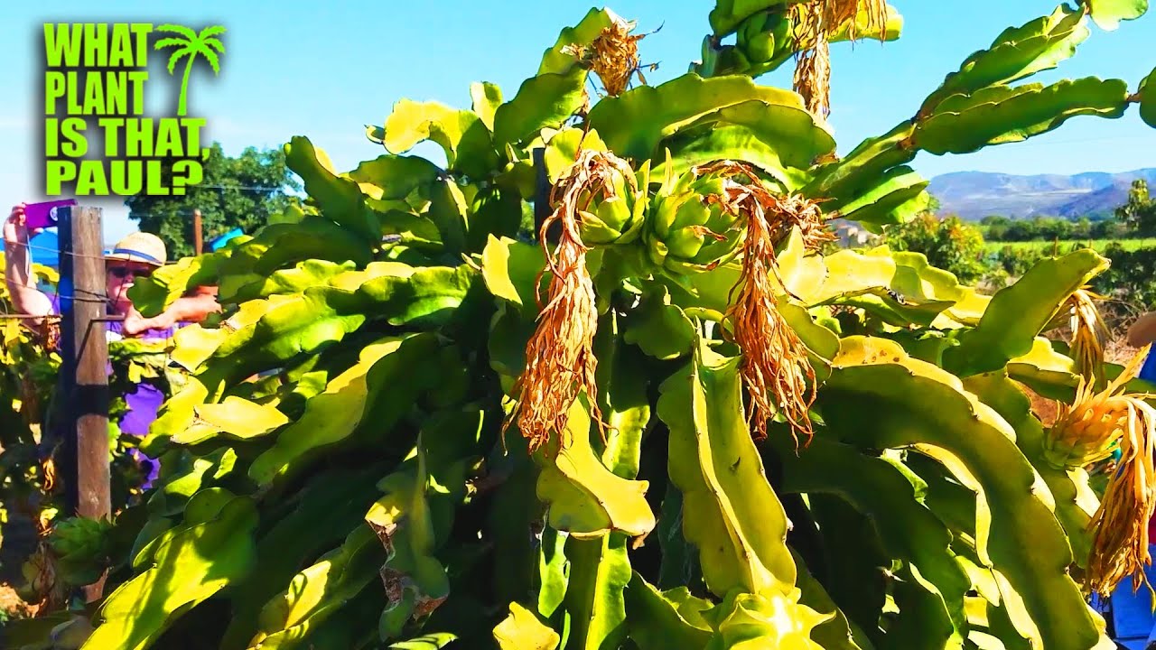 Pitahaya Festival & Field Day / RAMIRO LOBO on Physical Graffiti  / ( 2019 Old Footage)