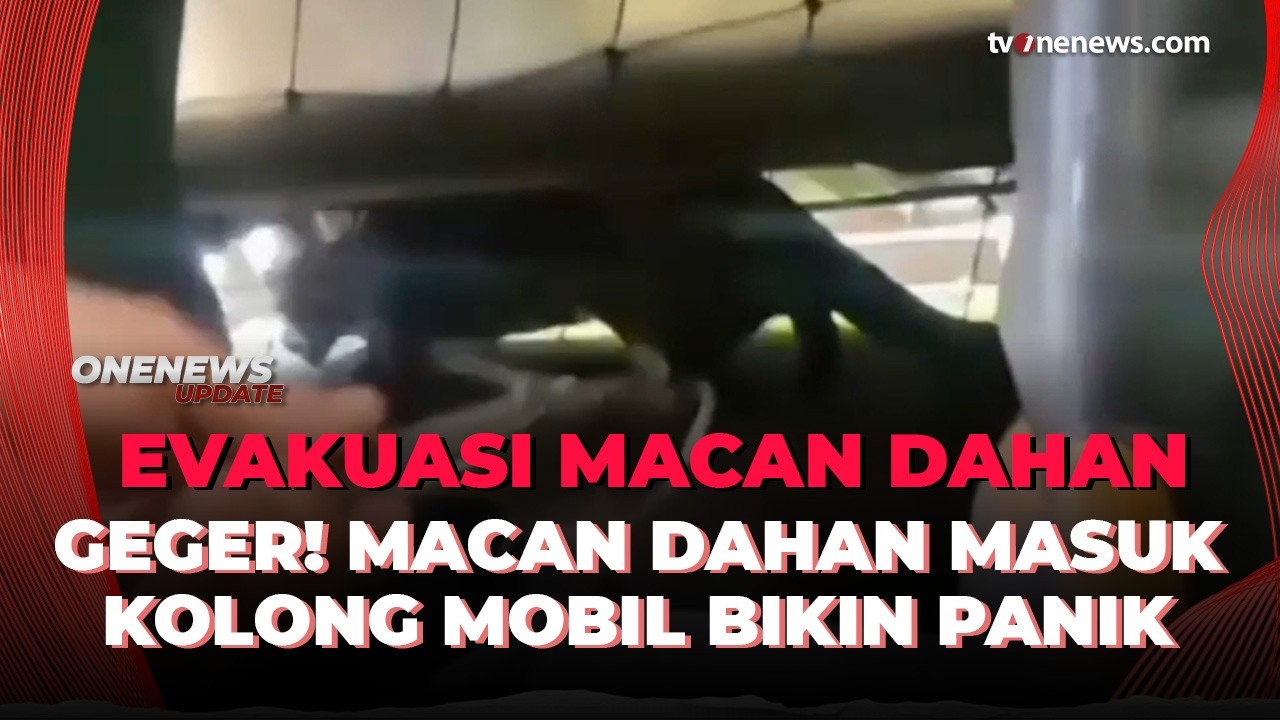Dramatis! Detik-detik Evakuasi Macan yang Mengumpat di Mobil Warga | OneNews Update
