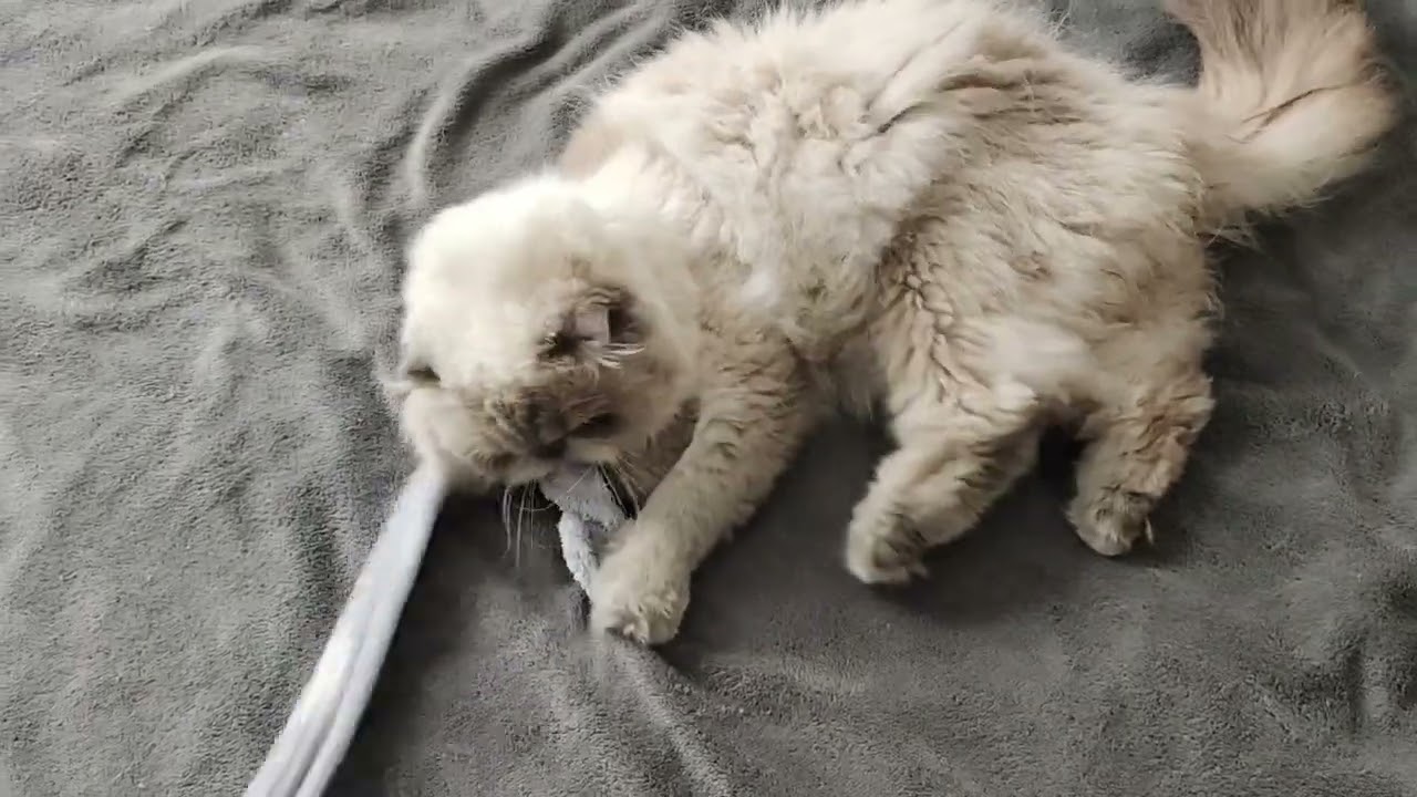 Too Lazy to Play… But Still Trying 😹 | Chill Cat Energy #viralcats #viralvideo #lazycat #funnycats