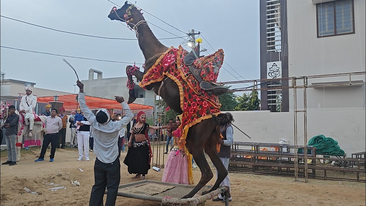 Rajsthan wedding #rajsthaniculture #rajsthanwedding #rajsthani 