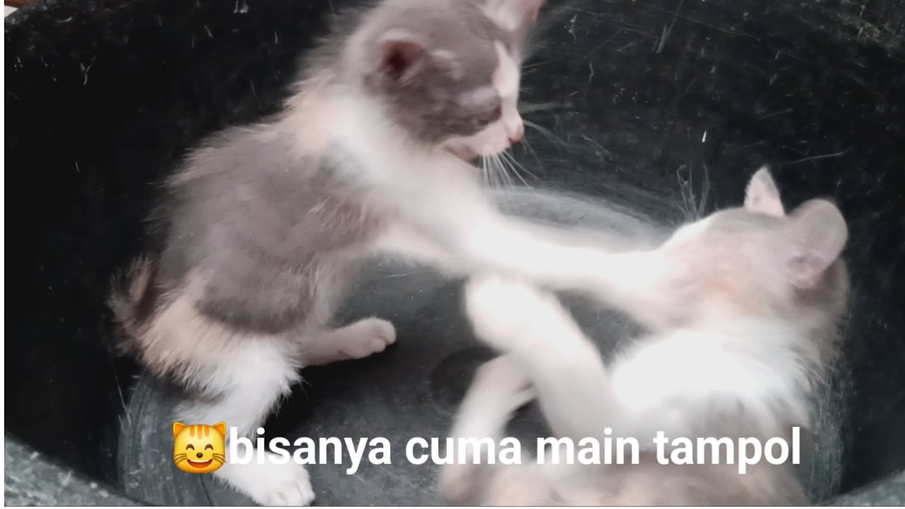 Keseruan anak kucing bertarung di arena laga ember