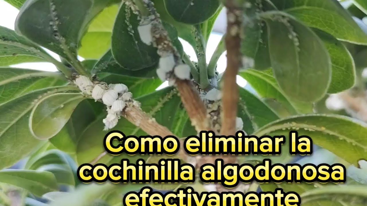 Como eliminar y controlar la cochinilla algodonosa en tus plantas| #plagas
