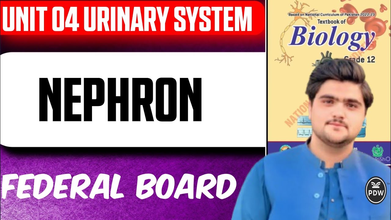 Nephron | Class 12 Biology | Chapter 4 Urinary System | Federal Board