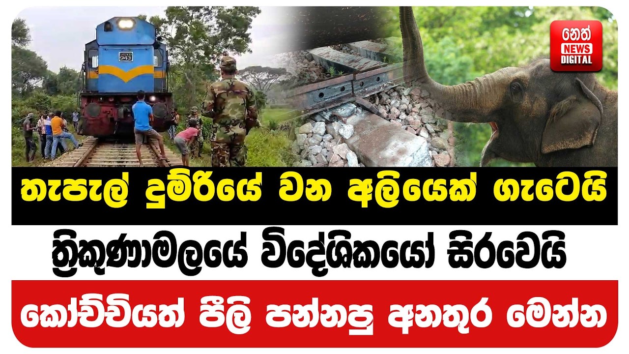 තැපැල් දුම්රියේ වන අලියෙක් ගැටෙයි