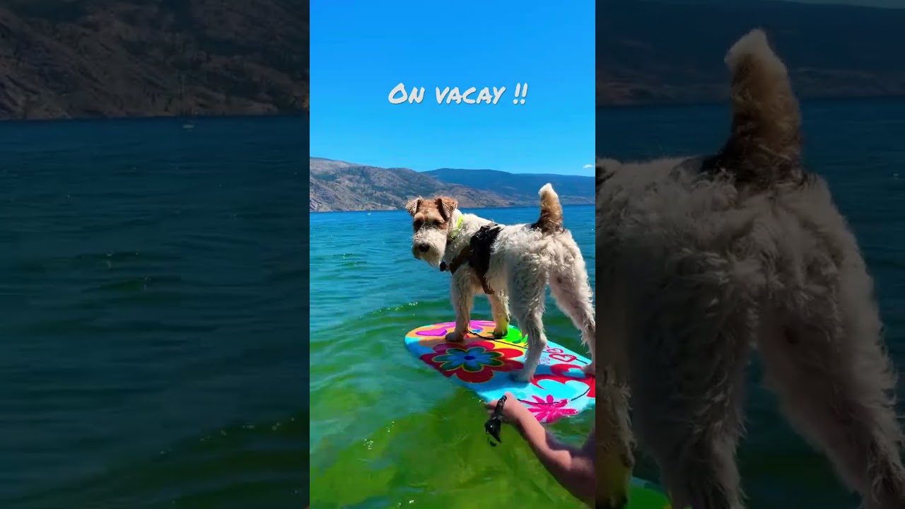 Skipper the wire fox 🦊 terrier holiday mode😎