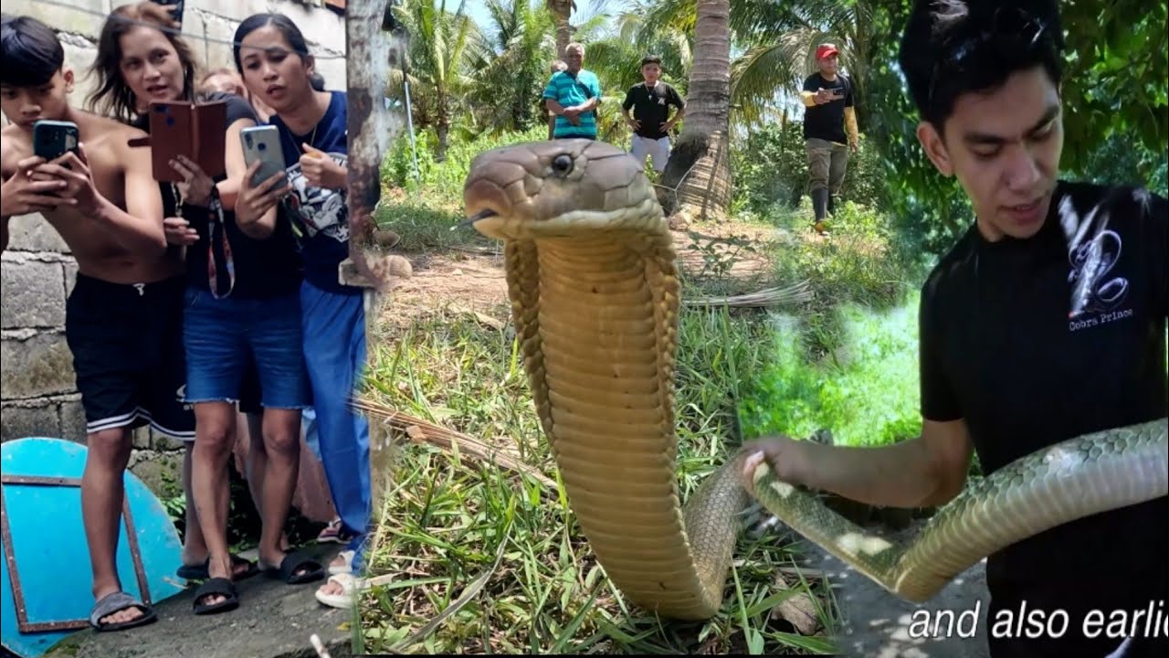 ANIM NA ANG KANILANG NAP4T4Y AT KING COBRA SA LOOB NG BAHAY ANG NAHULI NI COBRA PRINCE