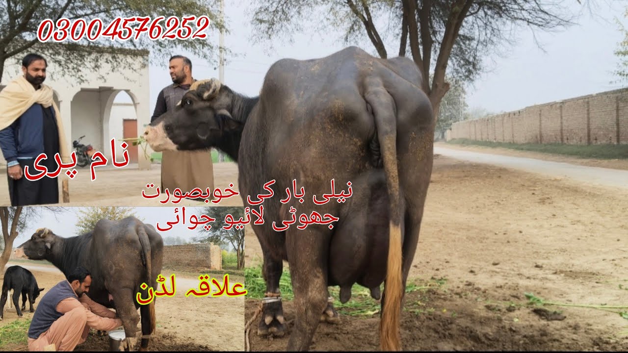 Neli ki high milking buffalo sale Okara Animal Tv 03004576252/18/1/2026/علاقہ لڈن نیلی