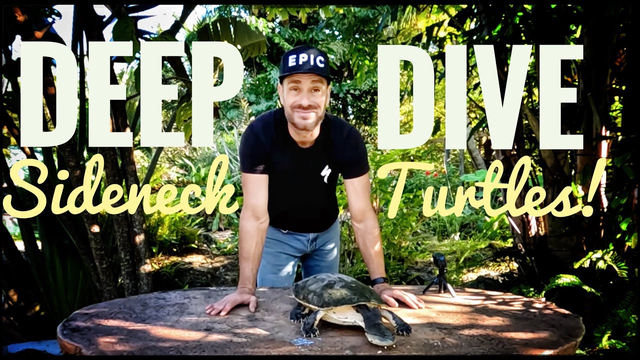 The Ultimate in SIDENECK Turtle Info!
