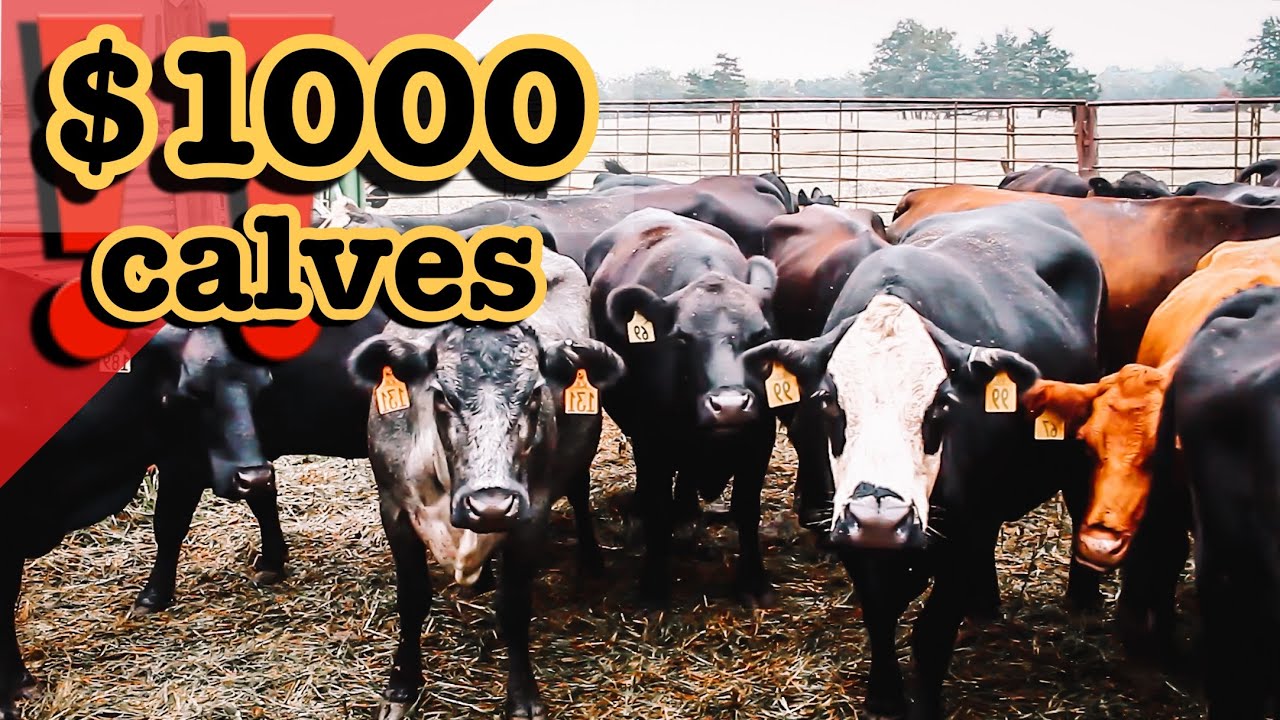 ((WINTER 2023)) CATTLE MARKET SUMMARY POST-DROUGHT | BEEF Cow REPORT Ranching for Profit