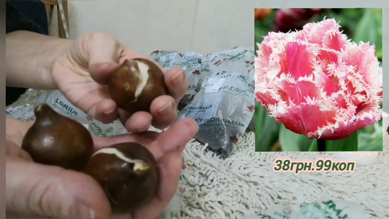 Новорічна Посилка FLORIUM 💐🌲Знову не втрималась щоб не замовити🙏☺️