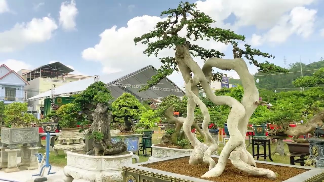 Tuyệt Phẩm Không Nên Bỏ Lỡ Tại Triển Lãm Sinh Vật Cảnh Tuy Phước Năm 2023
