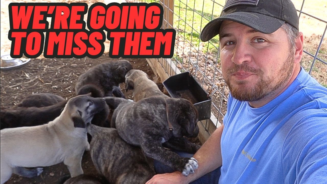 GUARD DOG PUPPIES Last Video On The Farm! It's Time For Them To Go!