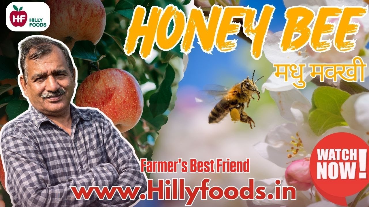 Role of Honey Bees in Pollination of Apple, Pear & Kiwi in Uttarakhand & Himachal | HillyFoods