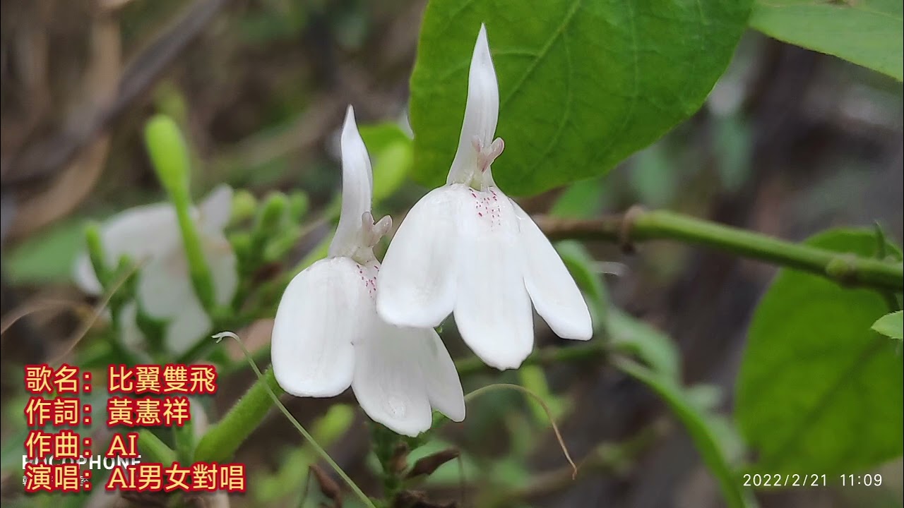比翼雙飛_男女對唱_薩斯克風
