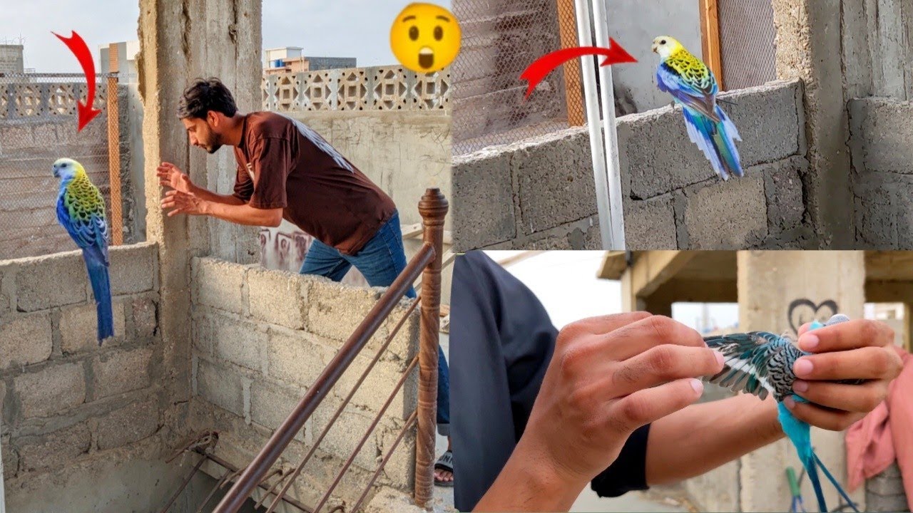 Vip Tota pakda Liya 🥳 🦜 how to check parrot