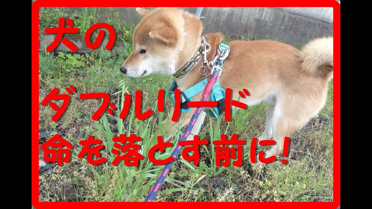 命を落とす前に守って！あなたのリードは大丈夫ですか？【ダブルリード】してますか？