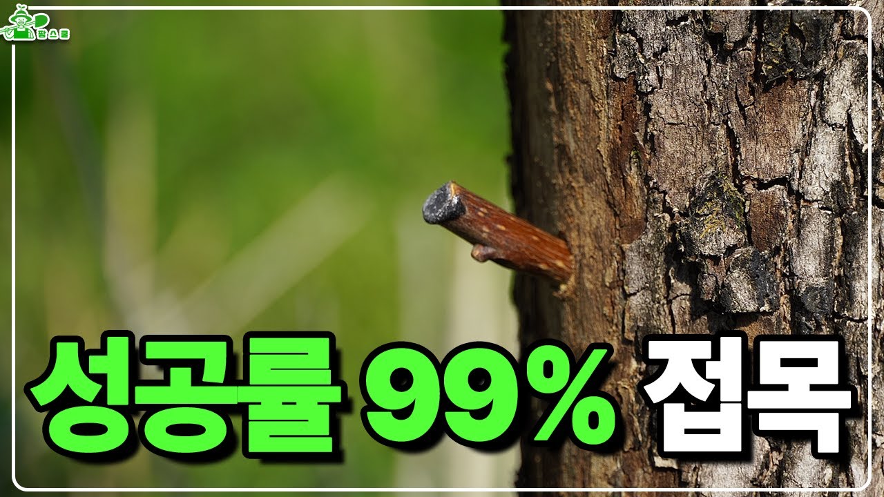성공률 99% 접목 알려드립니다. ㅣ드릴접 ㅣ 쉬운 접목