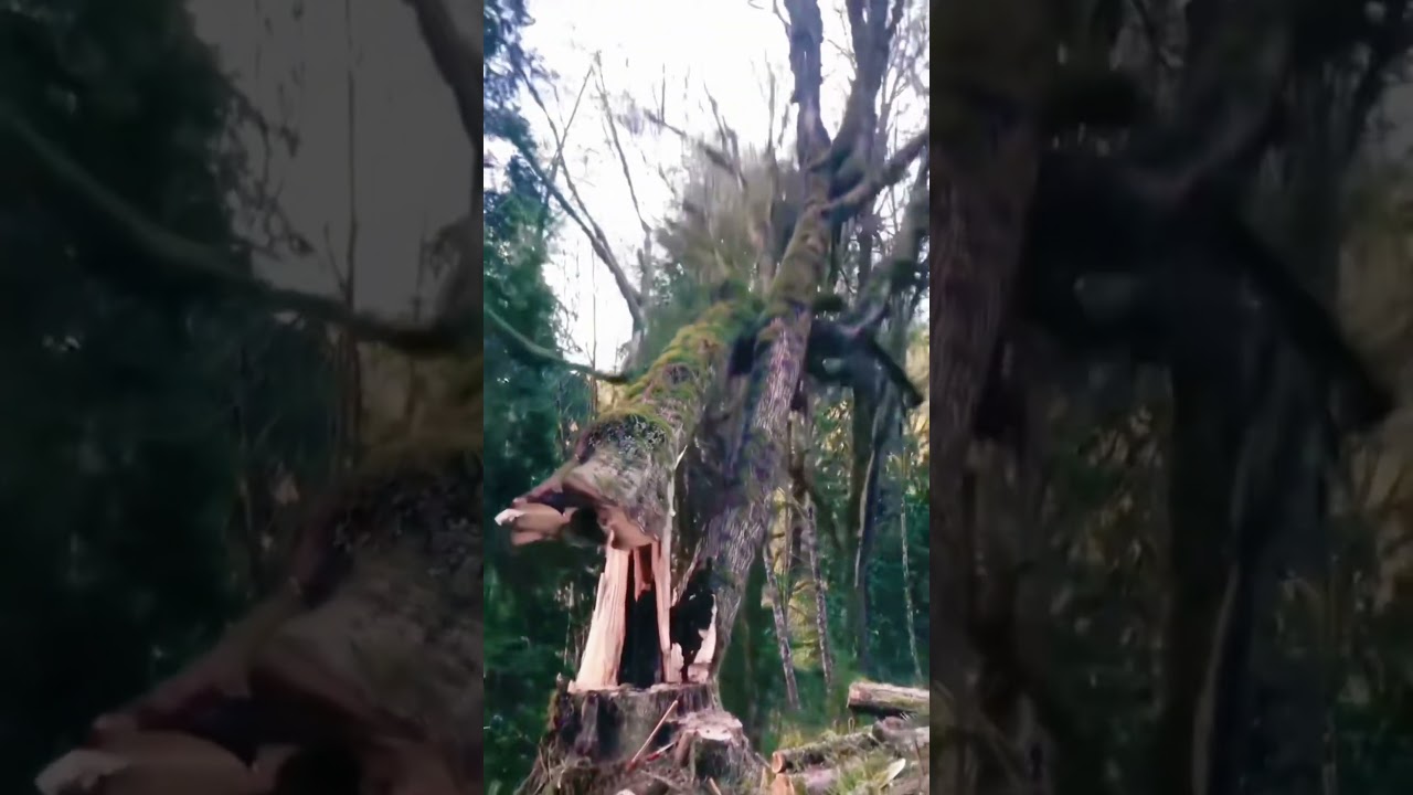 Tree cutting gone wrong😅🥹🥹#tree#cutting#fail#fyp