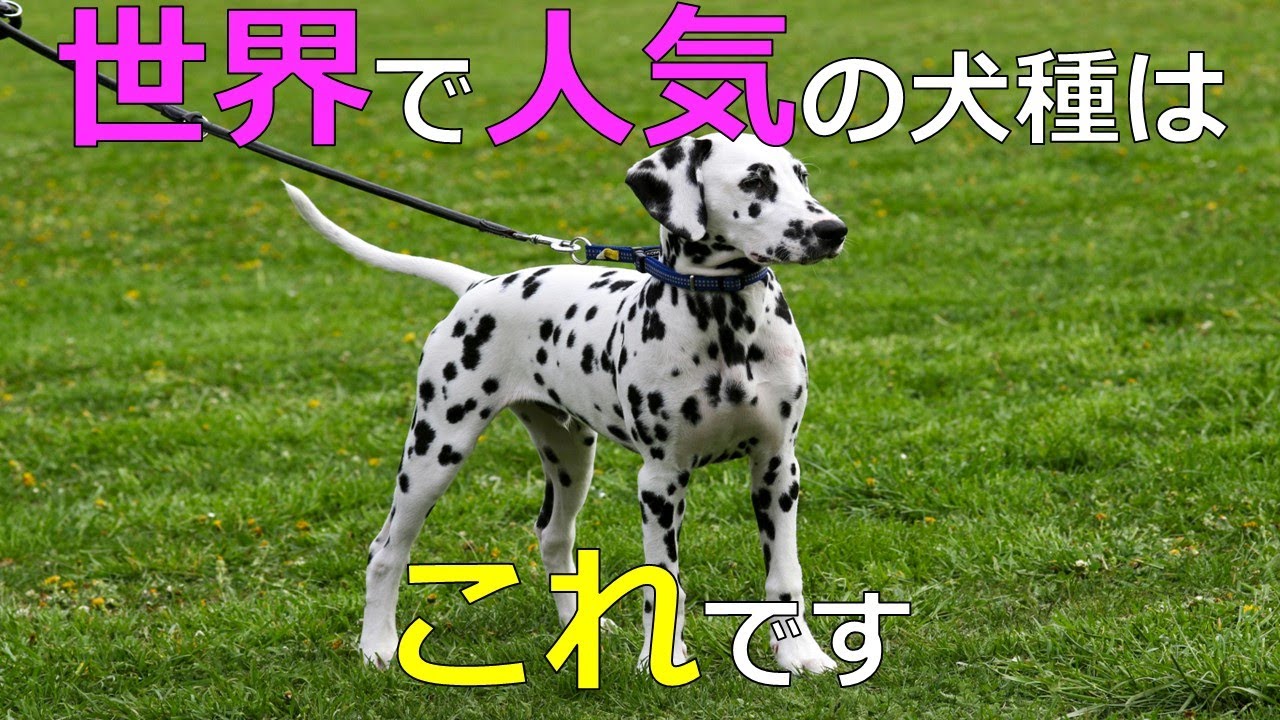 【2024年最新】世界の人気犬種、金額ランキングTOP10