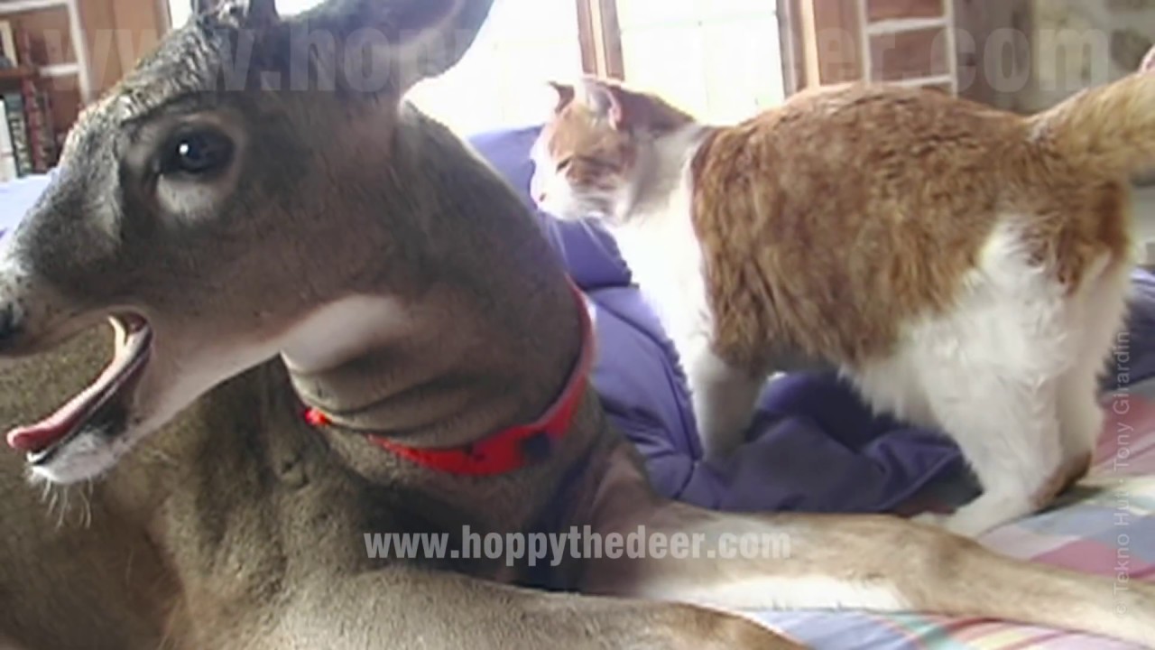 CAT LICKING DEER
