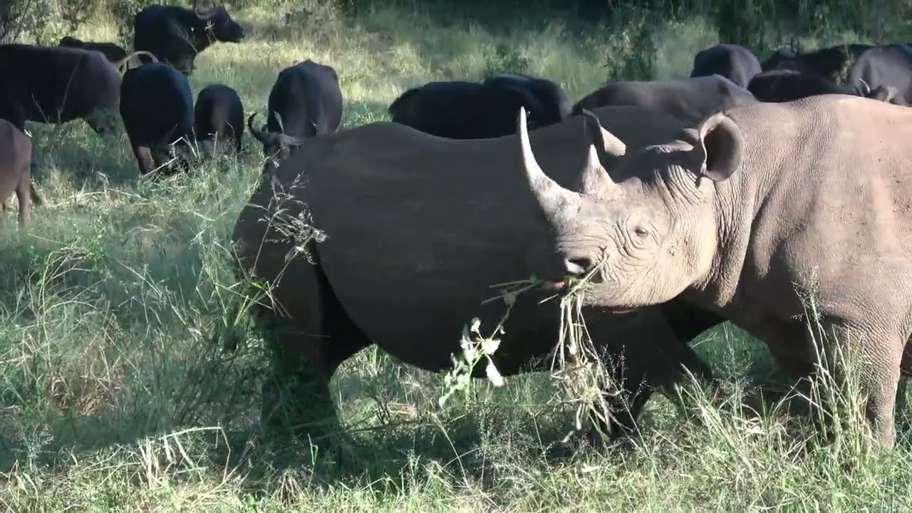 Black Rhinos, Cape Buffalo, and Baboons -- Highlights of a Zimbabwe Game Drive
